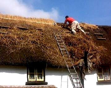 Thatching in Petrockstowe